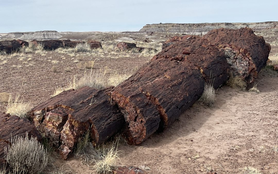 Petrified Forest National Park